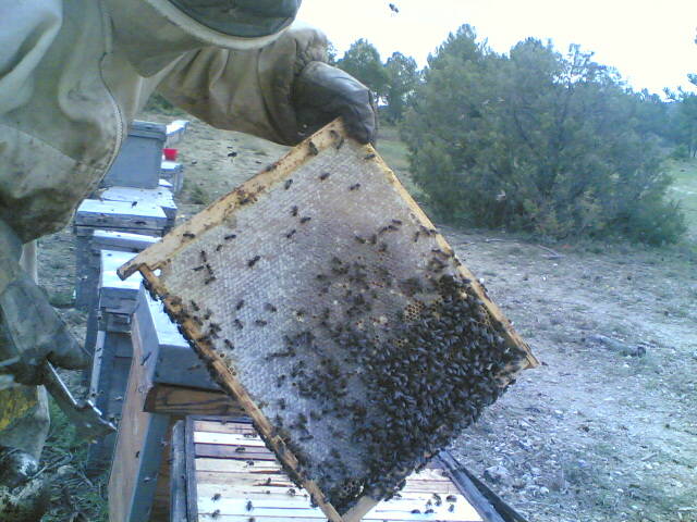 22032006(001) - apicultura