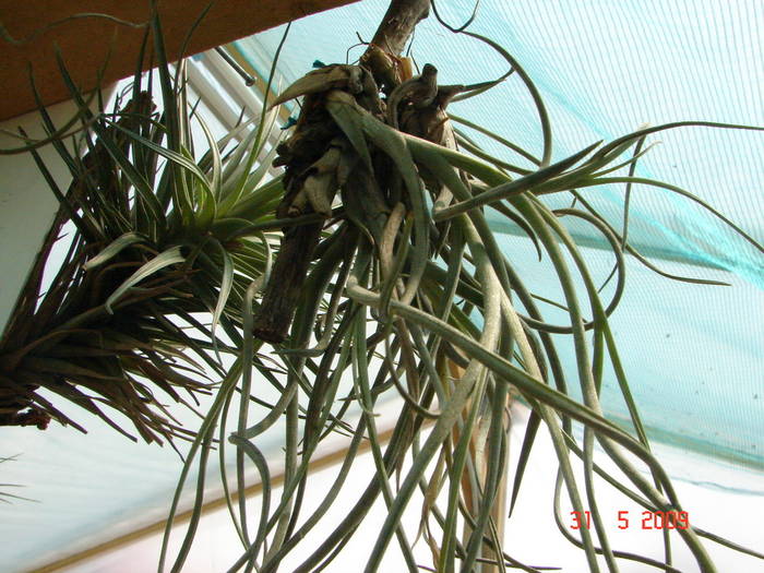 DSC05917 - Tillandsia