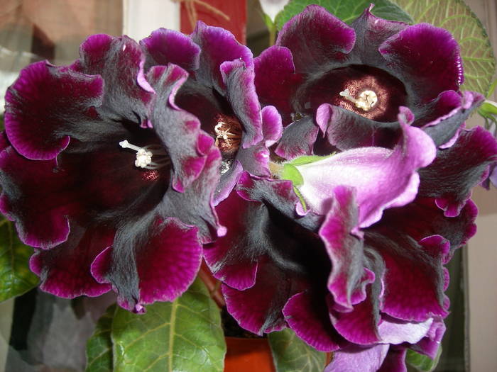 Gloxinia mov inchis - Flori - 2009
