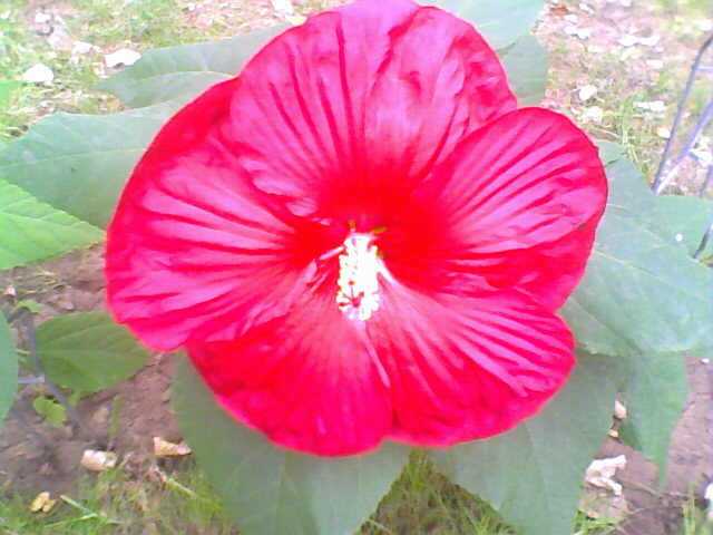 Picture 003 - hibiscus moscheutos