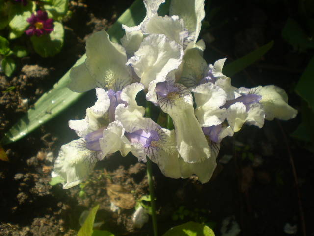 P4171126 - flori de gradina 2009