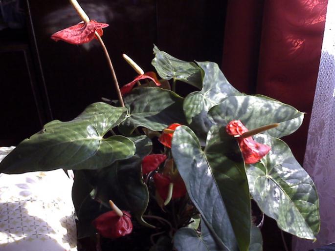 ANTHURIUM