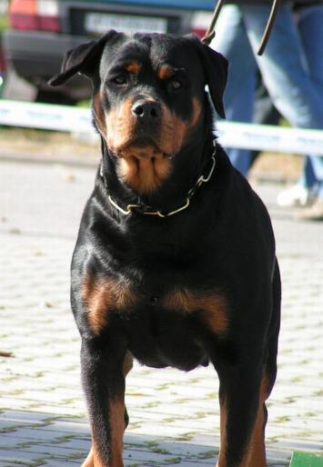 ROTTWEILER - RASE CAINI