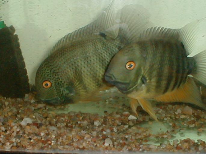 Severum pereche 2001 (4)