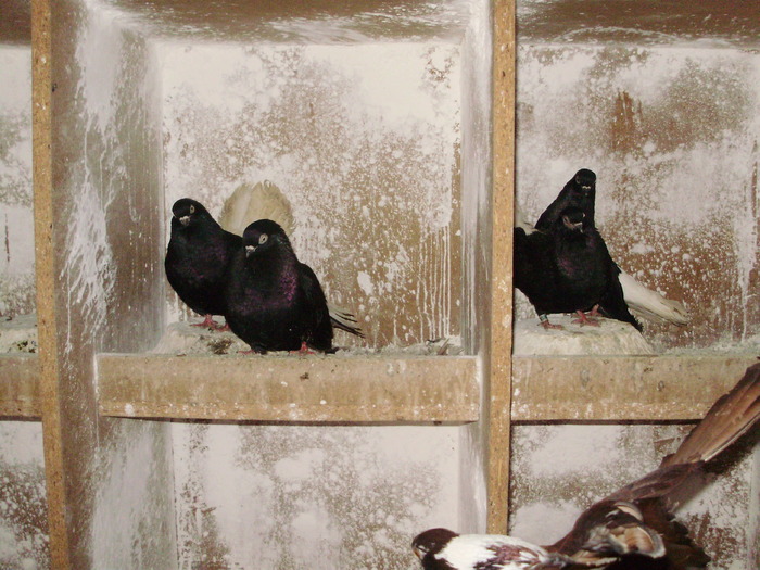 P9061353 - 1709 Marian Anghel