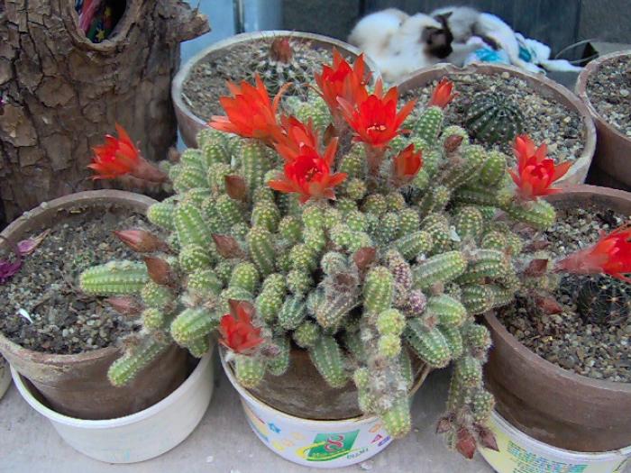 IM000248 - 1 poze vechi cu Flori si Cactusi