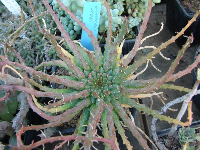 Euphorbia woodii - Cactusi la Constanta