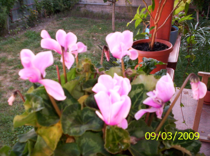 Cyclamen; ...a inflorit din nou
