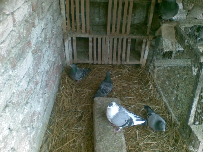 vcbbc - Porumbei voiajori