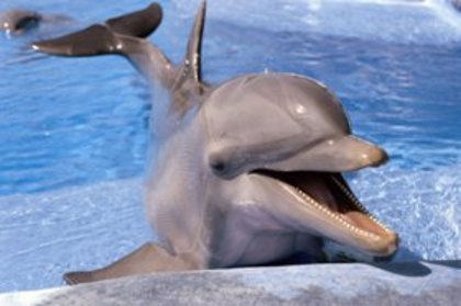 58 - poze cu delfini