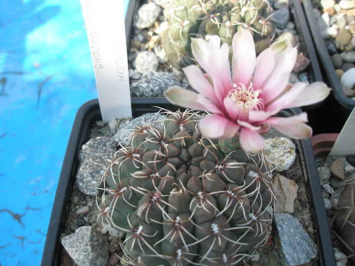 Gymno de la Ideea - floare roze