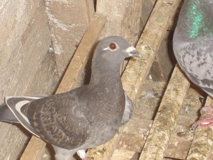 DSC01437 - Acum muuuult timp