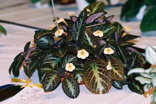 episcia_suomi_2003avsa