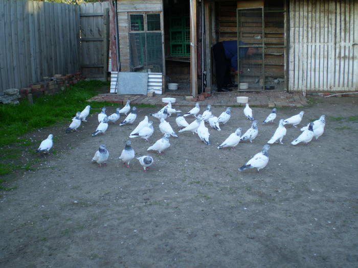 Berzati de Budapesta - X-TODAS LAS RASAS DE PALOMAS EN EL MUNDO