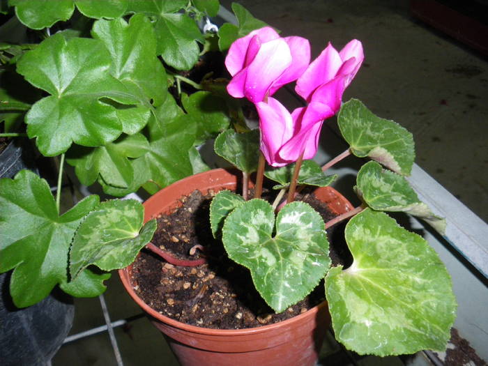 cyclamen - flori si plante ornamentale