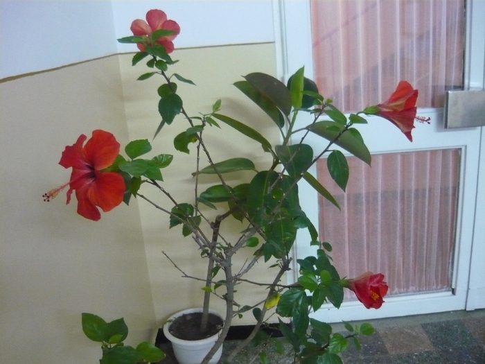 casa scarii hibiscus de revelion - CASA MEA