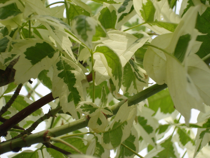 Acer negundo Flamingo (2009, Sep.12) - Acer negundo Flamingo