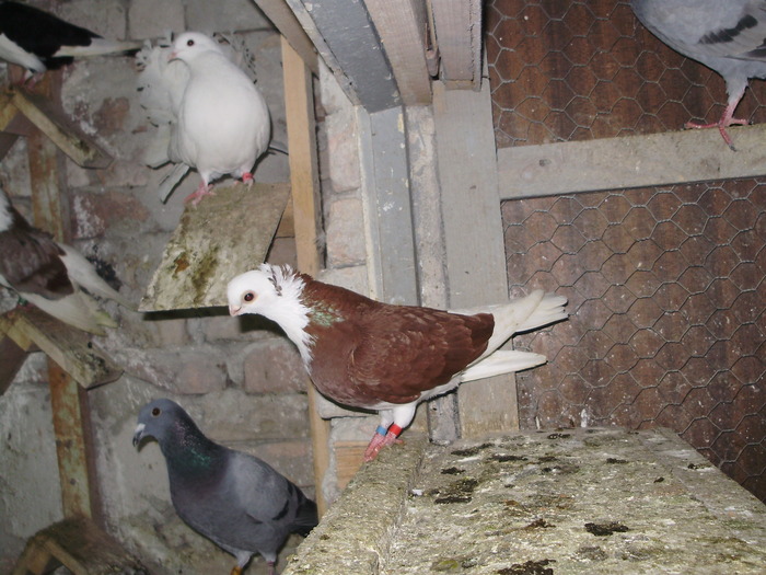 P8232035 - 1744 Sedat Iusein