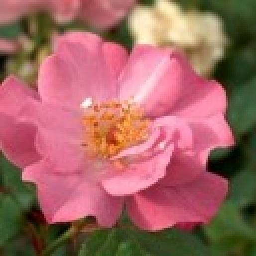 Angel_Darling_1141348545 - animale si flori