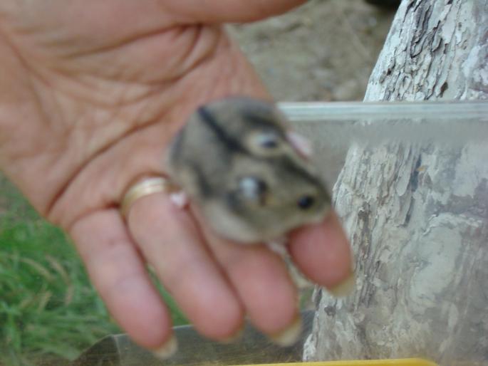 DSC00668 - 18-05-2008