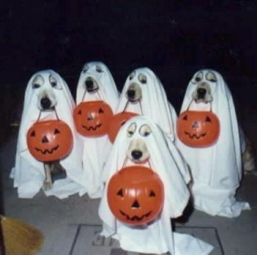 dogs - Halloween
