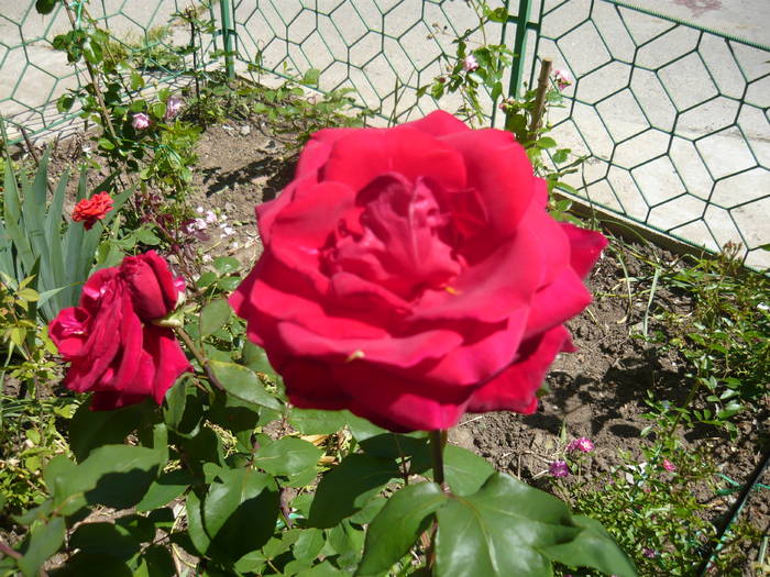 16 mai 2009 074