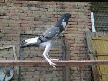 gusatul englez - X-TODAS LAS RASAS DE PALOMAS EN EL MUNDO