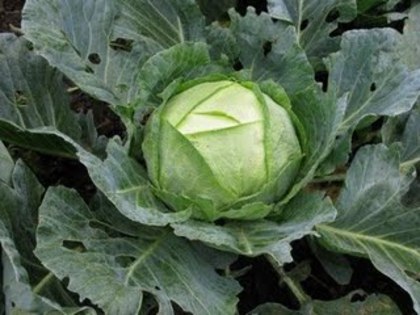 varz? (Brassica oleracea), - Plante toxice in hrana oilor si a caprelor