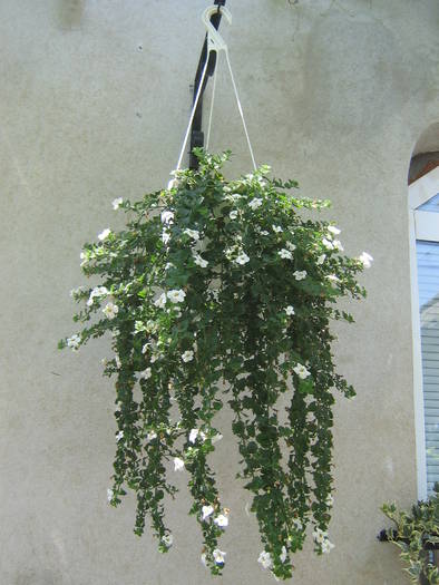 bacopa