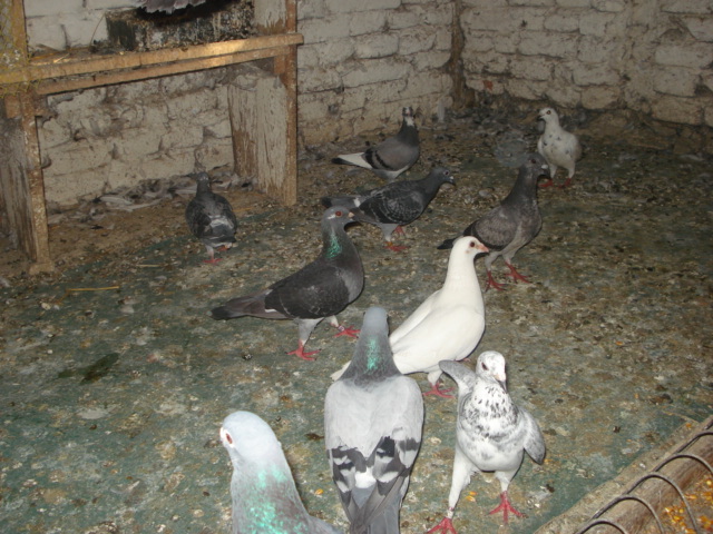 DSC02446