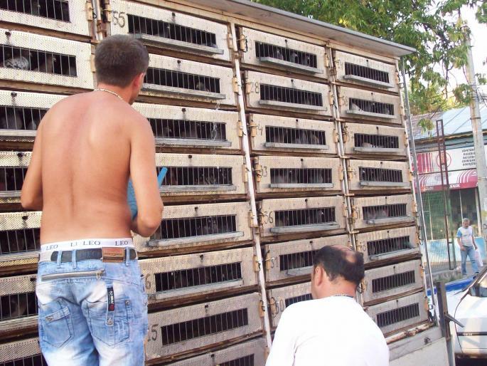 gmg22 043 - ASC grivita concurs 2008