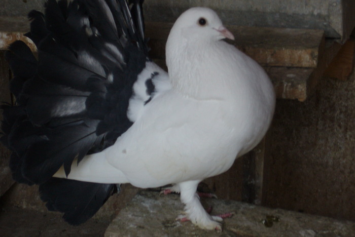 mascota lotului !!; mascota echipei !!
