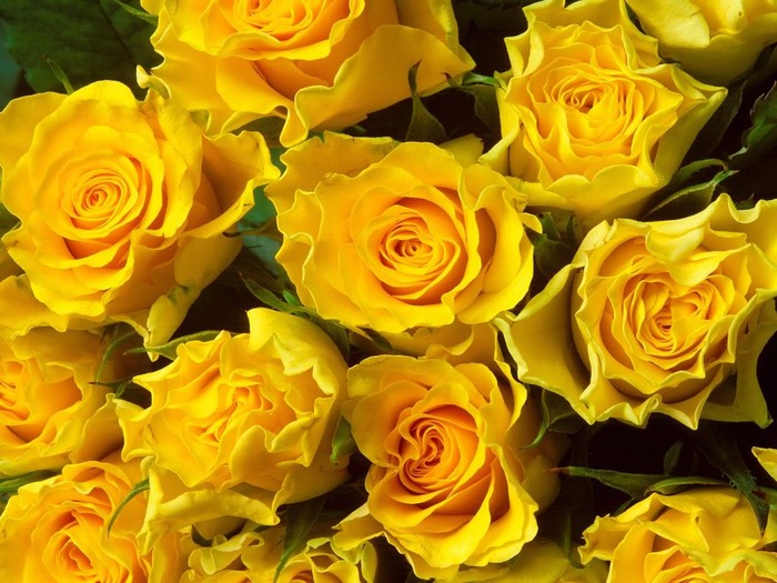 YellowRoses - trandafiri