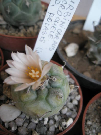 Turbinicarpus macrochele - 18.06 - Turbinicarpus