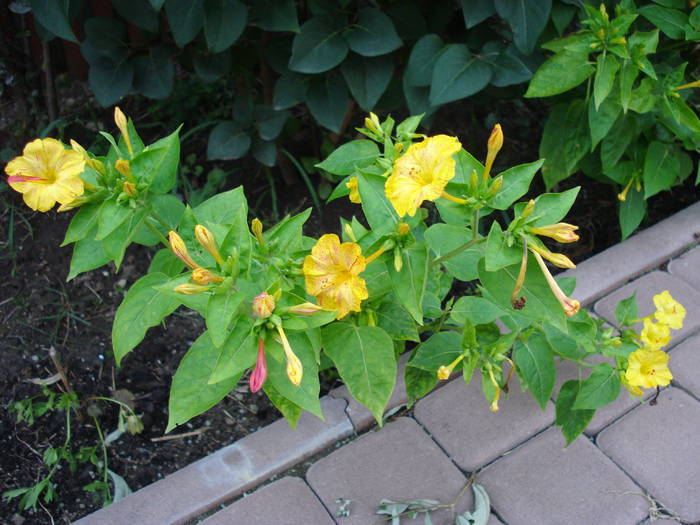 Mirabilis jalapa, 09aug2009 - 08 Garden in August