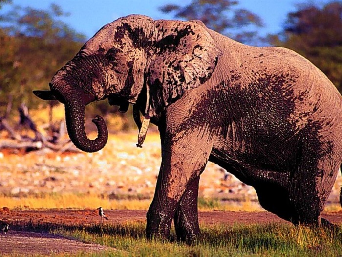 webshots355 - Animale