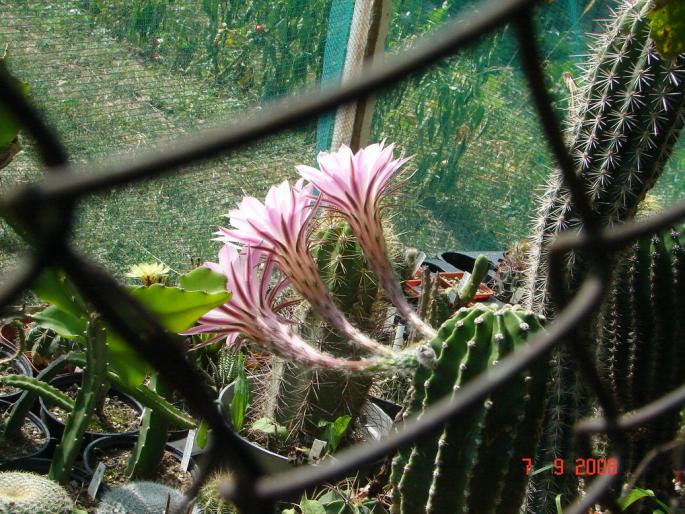 Echinopsis