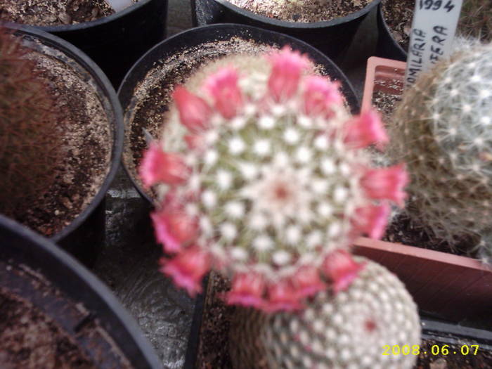36-Mammillaria - cactusi