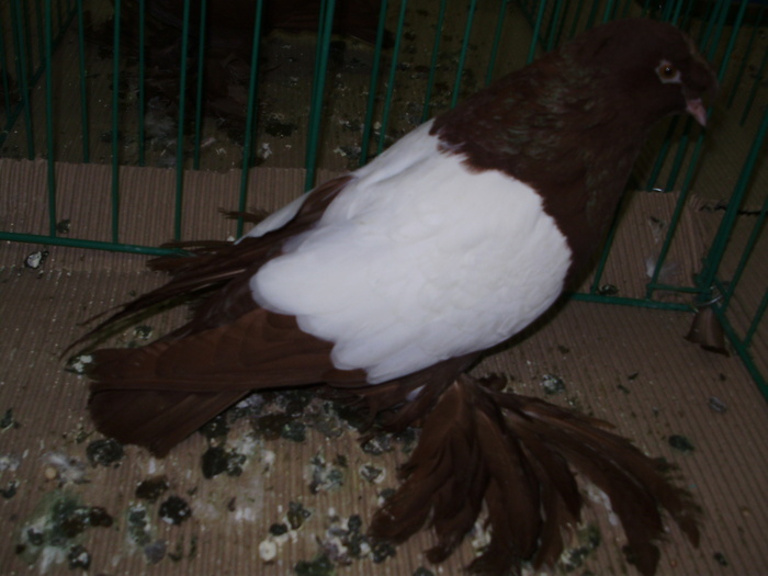 9709 t harzburg 0 - 1507 partea 4