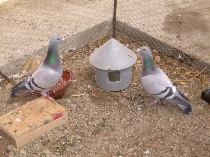 9.01.2009 217; femele matca
