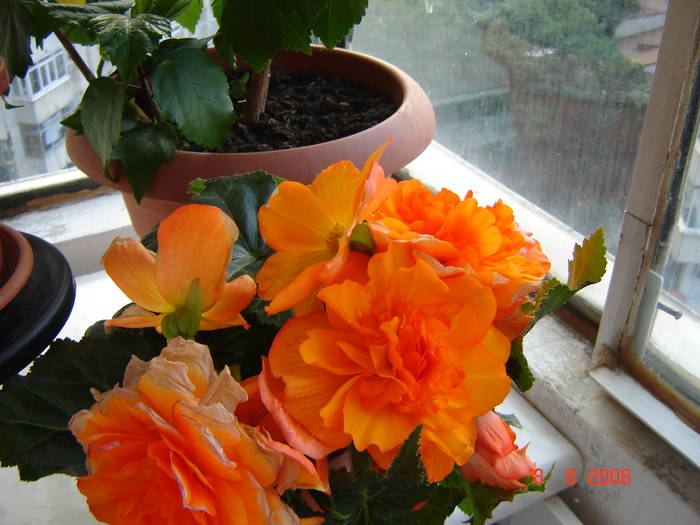 Copie a DSC02295 - flori