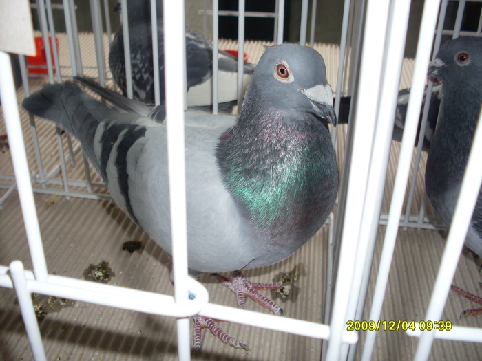 SDC11942 - expozitie deva 12-06-2009