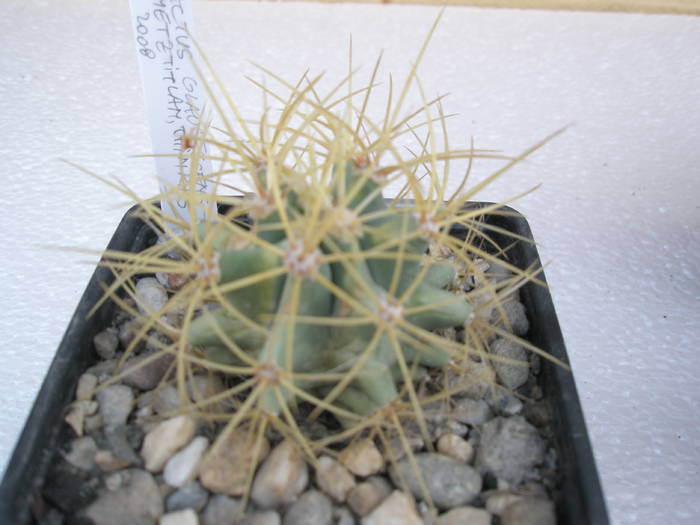 Ferocactus glaucescens Metztitlan, Thinribs - Ferocactus