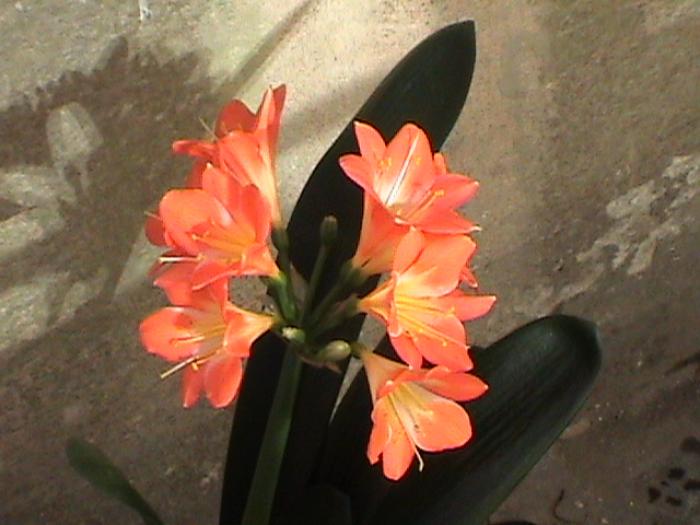 clivia - flori