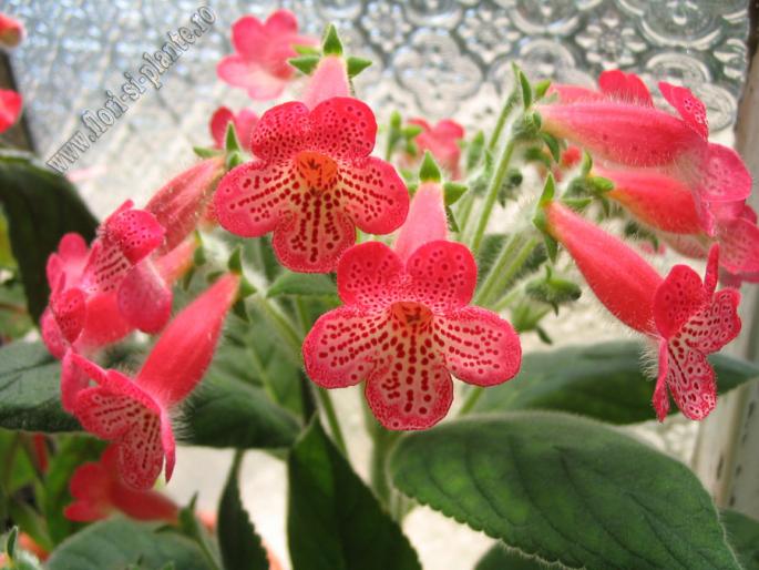 Kohleria Manchu