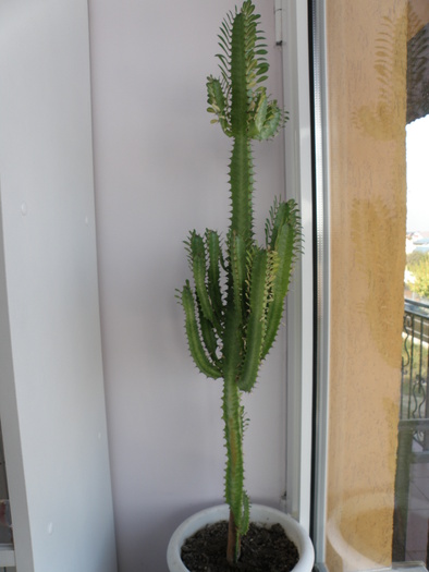 Picture 071 - cactusi