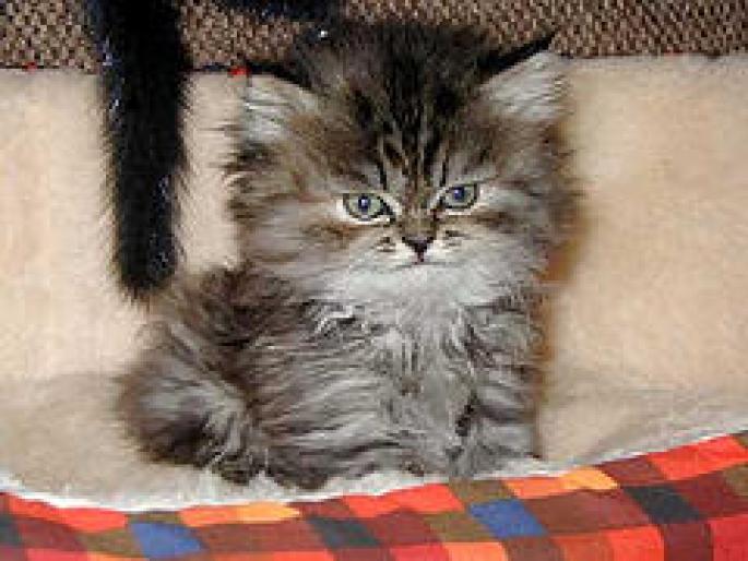 motanul invulborat - Animalute Frmoase