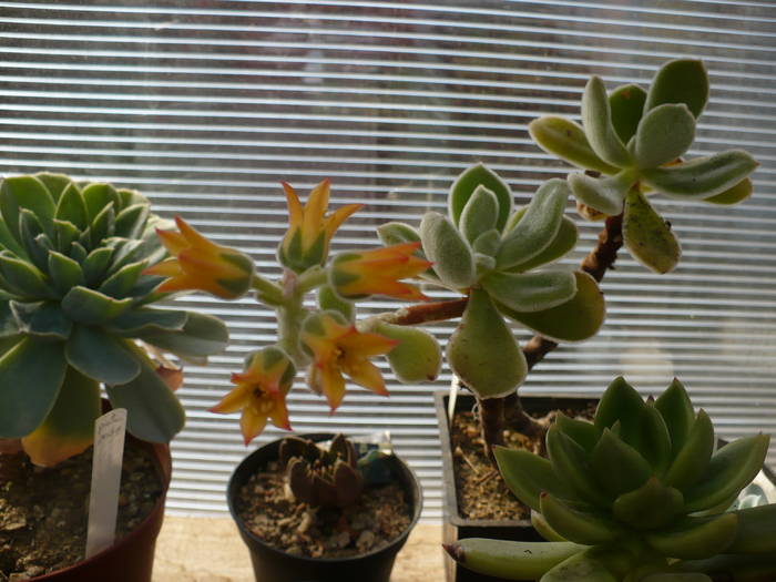 flori Echeveria pulvinata - Cactusi 2009