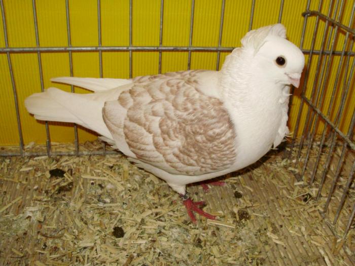 13168 ogo 0 - 1505 partea 6