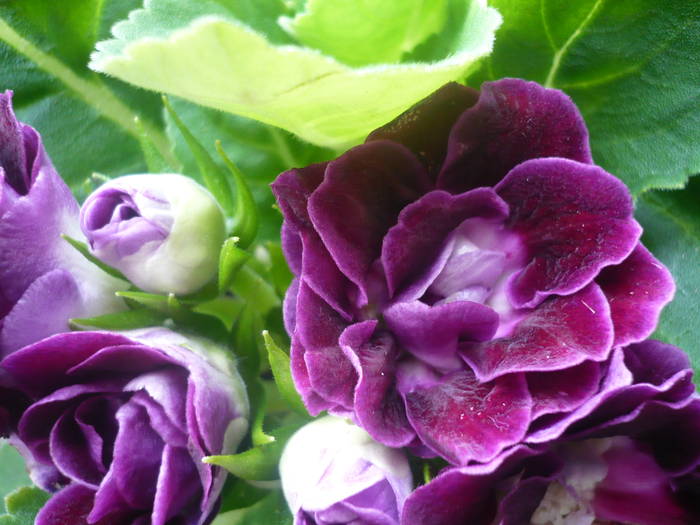 30-07-2009 117 - Flori